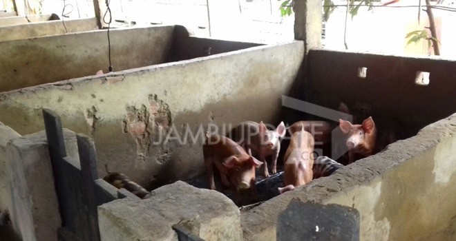 Warga Desa Kebun IX Sungai Gelam Muarojambi mengeluhkan bau tidak sedap yang datang dari kandang babi. Foto : Elan / Jambi Ekspres