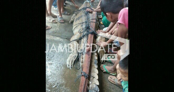 Buaya yang ditemukan warga di dalam pukat. 