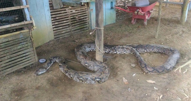 Tampak ular piton saat berhasil ditangkap warga di Sungai Bengkal, Tebo.