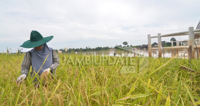 Warga Kota Jambi Ini Tetap Tanam Padi saat musim kemarau.