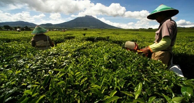Kebun Teh Kayu Aro Kerinci. Foto : Net