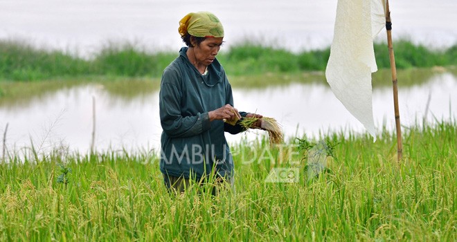 Petani padi di Penyengat Rendah memanen padi milik mereka yang hampir terendam air.