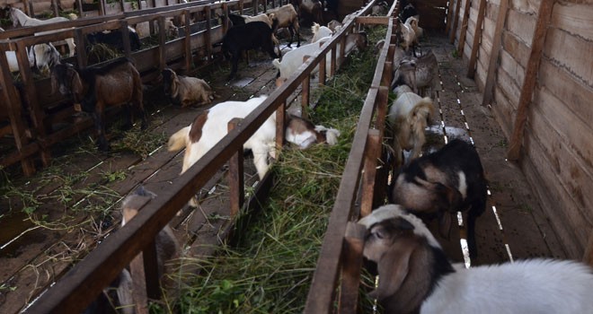Pesediaan hewan kurban di Sungai Maram Kecamatan Pasar Kota Jambi.