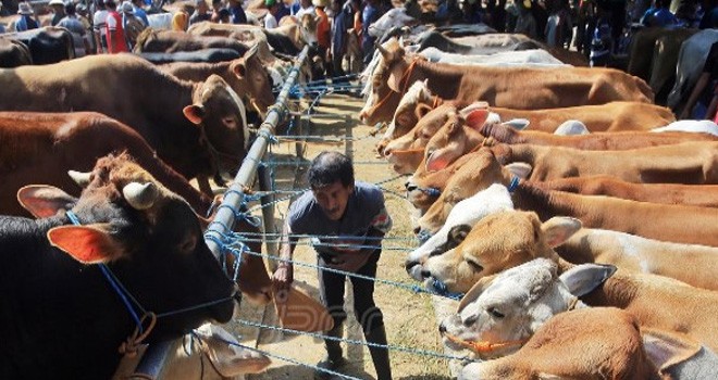 Sapi Kurban. Foto : Arief Budiman / Radar Solo.