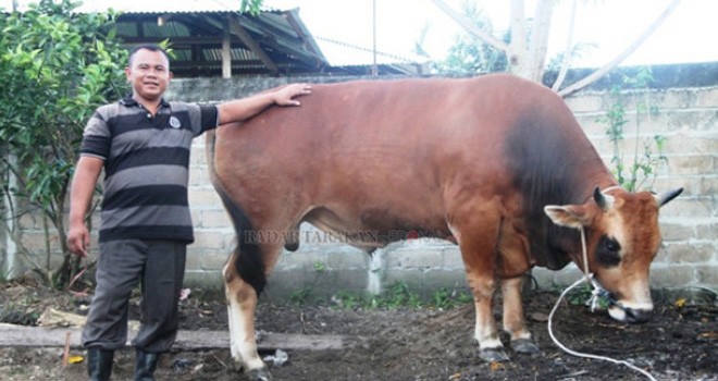 Sapi Sumbangan Pak Jokowi.