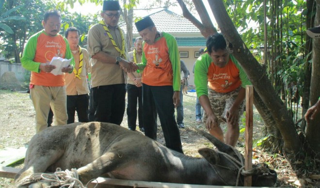  Kwarda Jambi Potong Dua Kerbau.