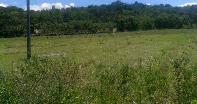 Ratusan Hektar Sawah di Hiang dan Ambai Kekeringan.
