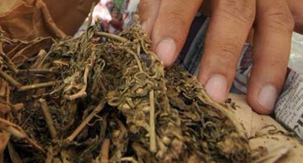 Ganja kering. Foto : Jawapos