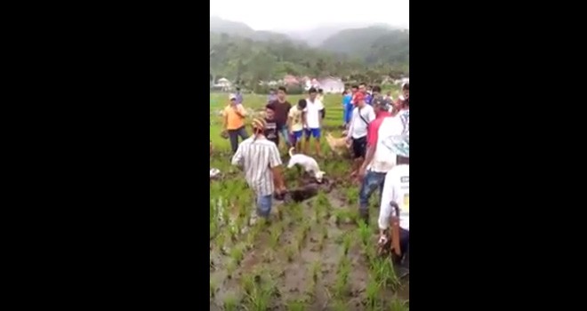 Seekor Beruang Masuk Perkampungan Warga di Siulak Mukai Kerinci
