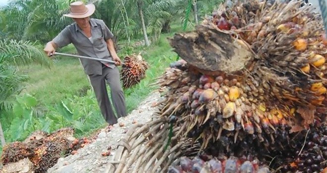 Permintaan TBS yang terus meningkat mempengaruhi harga pada pekan ini yang mencapai Rp 1.893 per kilogram.