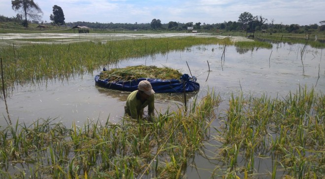 Puluhan Hektare Padi Depan Rumah Dinas Bupati Terendam