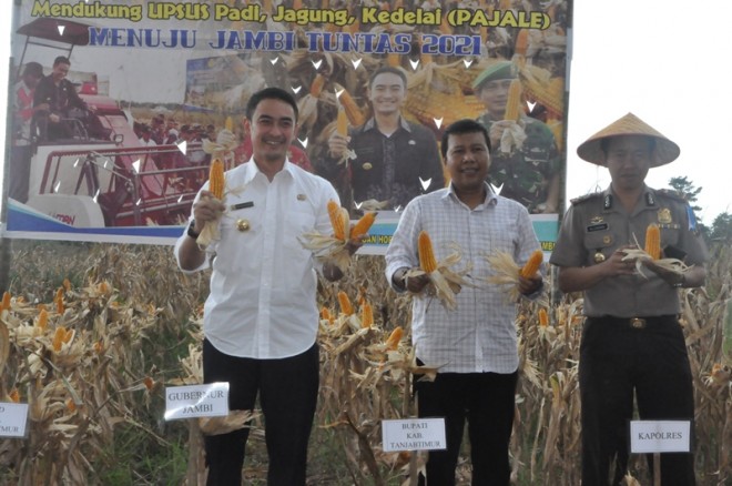 Gubernur Zola pada acara Panen Jagung bersama Kelompok Tani Tunas Muda di Desa Karya Bakti, Kecamatan Rantau Rasau, Kabupaten Tanjung Jabung Timur, Rabu (01/11).