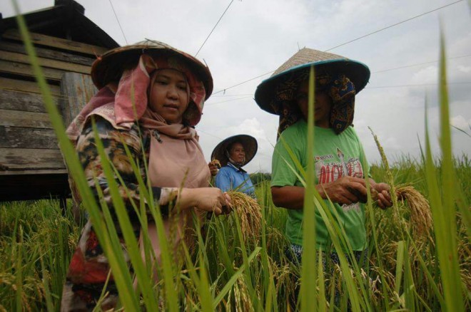 Bupati Masnah Busro saat menuai padi dengan masyarakat.