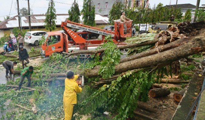 Pohon yang tumbang di kawasan Broni kemarin (17/11). F/M.RIDWAN/JU