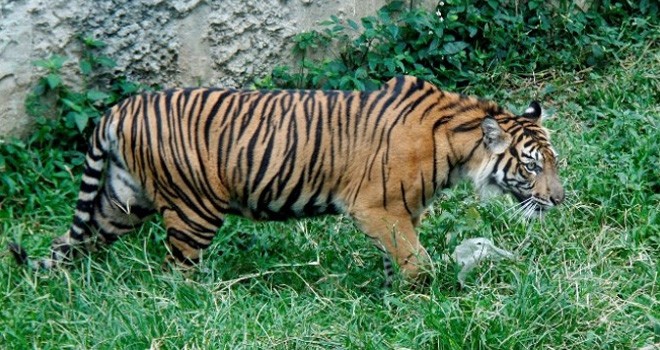 Harimau Sumatera.
