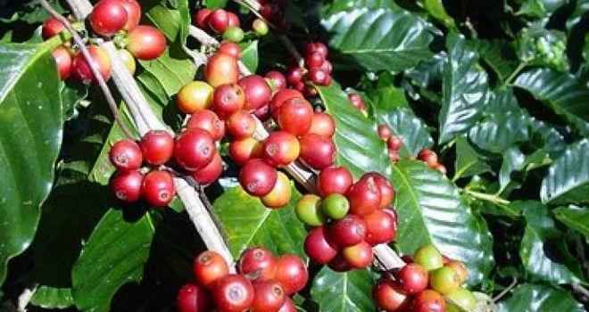 Ilustrasi. Foto : Net