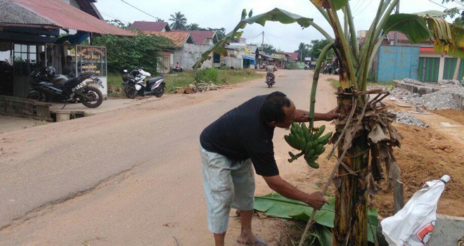 Warga Kasang Pudak Tanam Pohon Pisang di Jalan.
