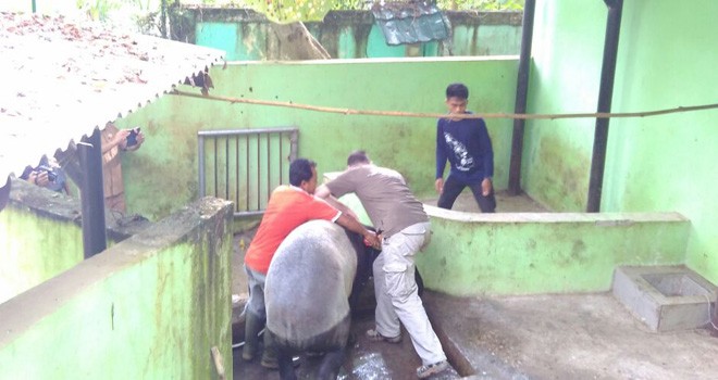 BKSDA Jambi Lepaskan Tapir Hasil Konfik Satwa.