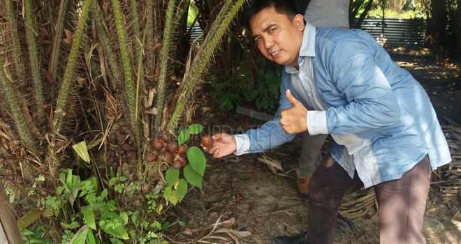 Salak di Kecamatan Pelepat Ilir Kabupaten Bungo.