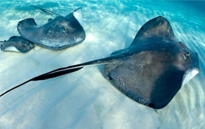 Salah satu jenis ikan pari (The Guardian)