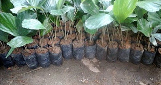 Bibit Karet Subsidi.