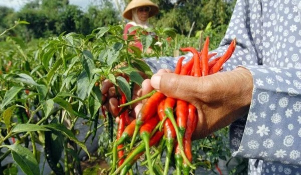 Ilustrasi. Foto : Ist