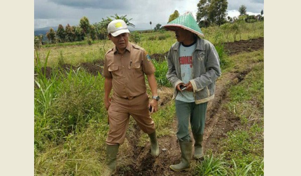 Radium Halis saat melihat hasil panen warga di Kayu Aro.