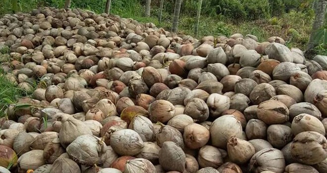 Terlihat tumpukan kelapa tua.