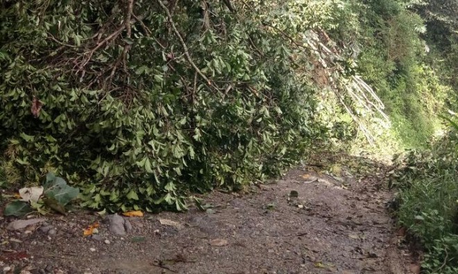 Pohon Tumbang di Pungut Hilir Tutupi Badan Jalan.