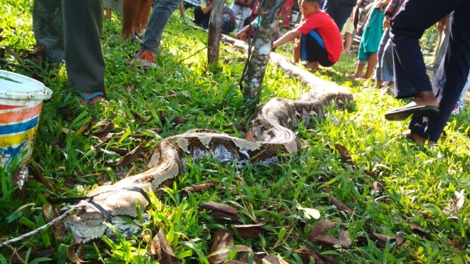 Penangkapan ular piton seberat 200 Kg,  oleh Warga RT 07 Kelurahan Jambi Kecil