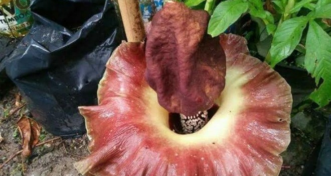  Bunga Bangkai Tumbuh Dipekarangan Warga.