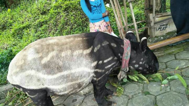 Penemuan tapir di bangko