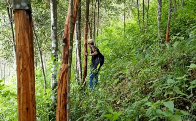 Kulit manis milik Joni Ependi di Sungai Tuak, Kerinci yang dikuliti para pencuri Sabtu (5/5) malam.