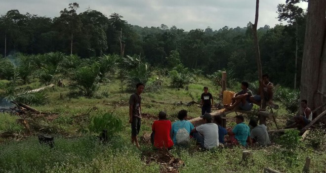 Kebun Warga di Simpang Kandang Tebo Diacak-acak Gajah.