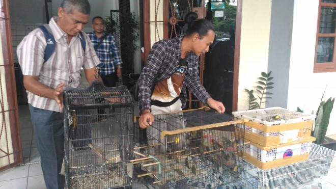 Ratusan ekor burung yang diamankan BKSDA Provinsi Jambi.