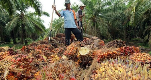 Menjelang Lebaran harga TBS kelapa sawit malah turun.