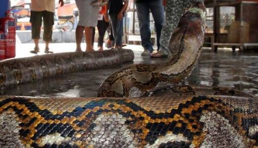 Ular piton Malaysia. Foto: The Star
