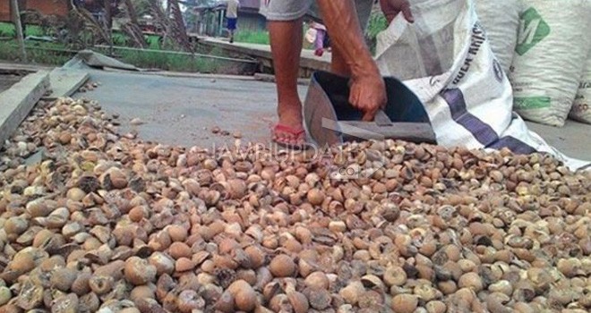 Buah pinang saat di jemur.