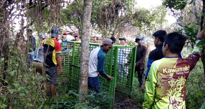 Terlihat warga bersama petugas saat memasang perangkap harimau.