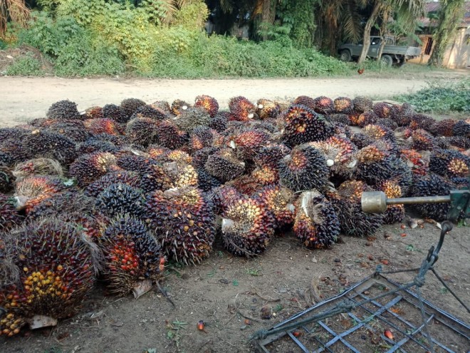 Buah Kelapa Sawit.