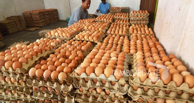 Telur ayam. Foto : Dok Jambi Update
