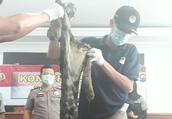  Kulit dan Tulang Hariamau Senilai Ratusan Juta saat diamankan Polisi.