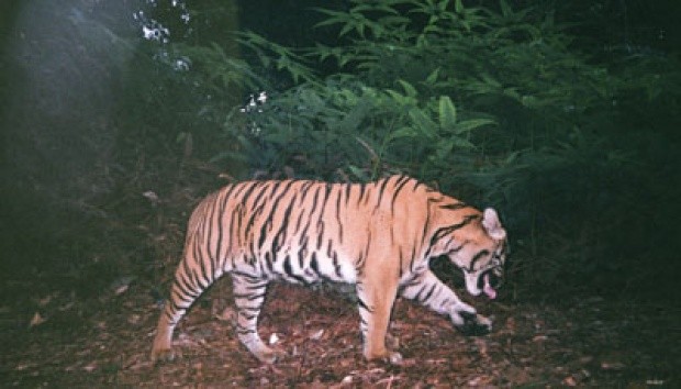 Ilustrasi. Foto : AP/WWF Indonesia-PHKA