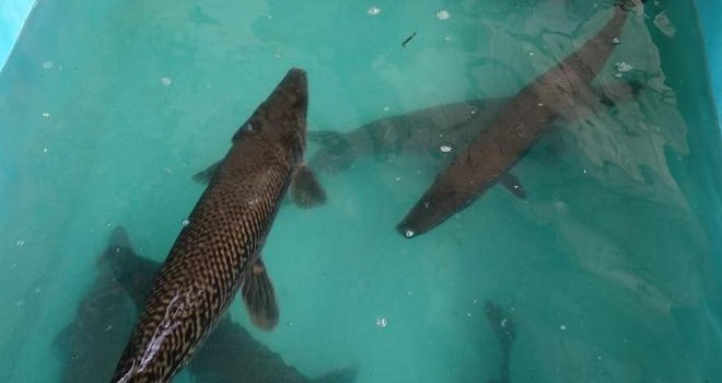 Ilustrasi. Foto : Net