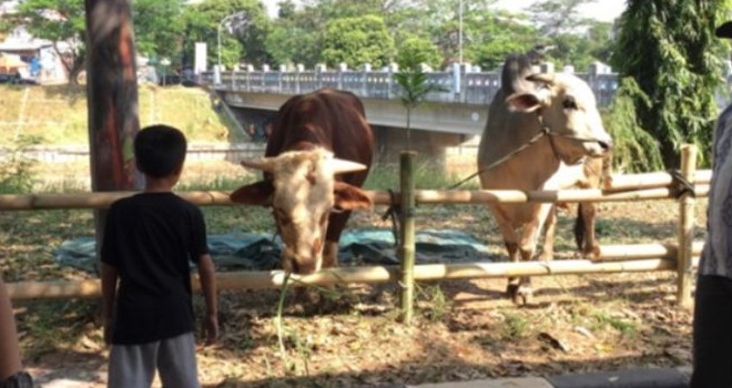 Hewan kurban. (Yesika Dinta/ JawaPos.com)