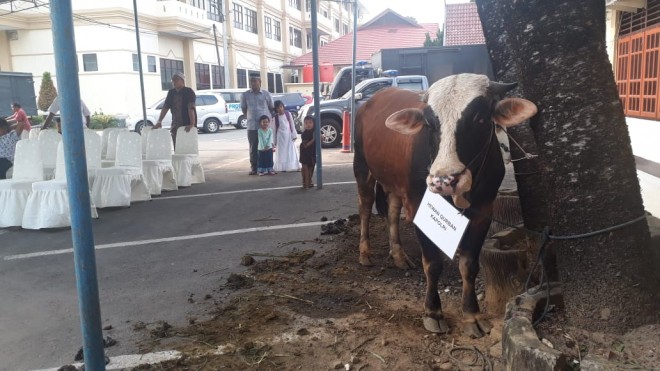Idul Adha, Polda Jambi Sembelih Puluhan Ekor Hewan Kurban.