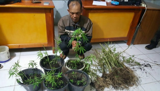 Pemilik ladang ganja beserta barang buktinya.