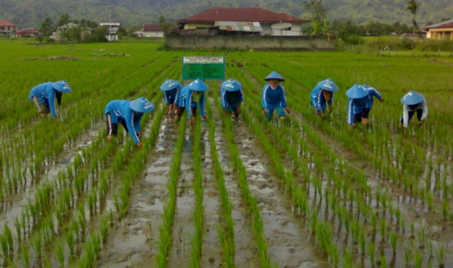 Petani di Jambi.