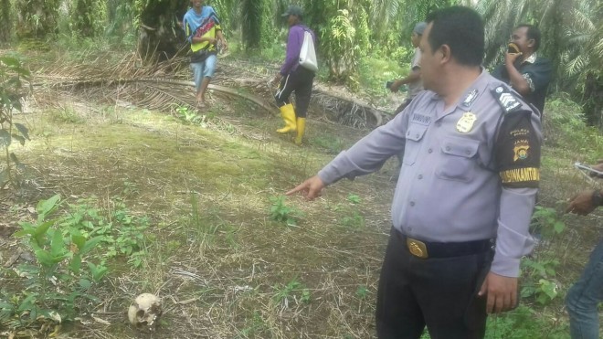 Tengkorak manusia yang ditemukan warga kebun sawit di Dusun Sekar Mengkuang Kecamatan Limbur Lubuk Mengkuang pada Senin (3/9).
