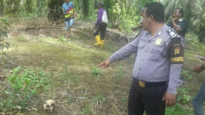Tengkorak manusia yang ditemukan warga kebun sawit di Dusun Sekar Mengkuang Kecamatan Limbur Lubuk Mengkuang pada Senin (3/9).